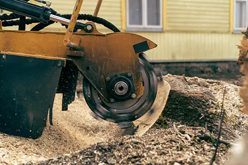 Stump Grinding Close-up