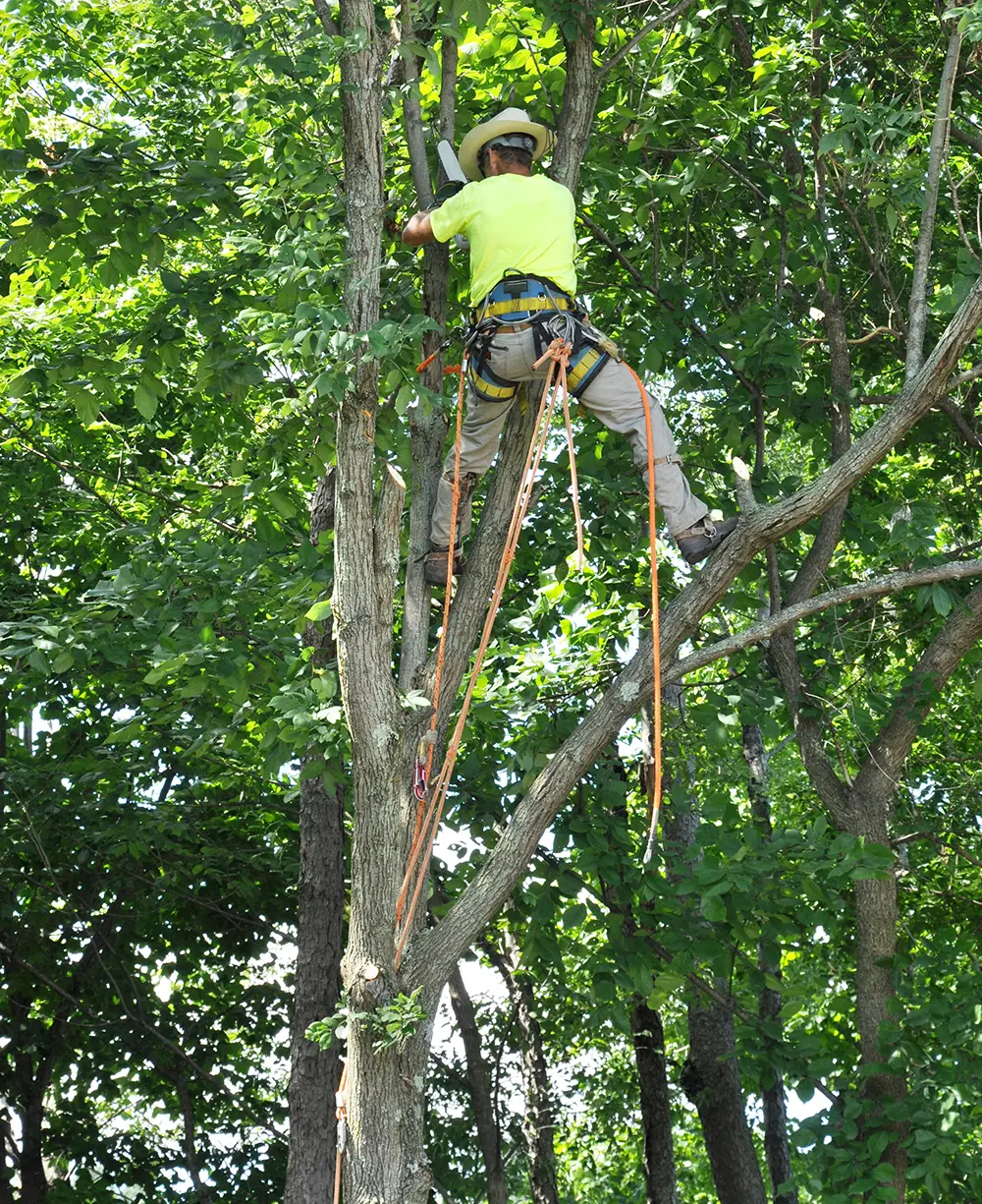 Tree Trimming in Progress