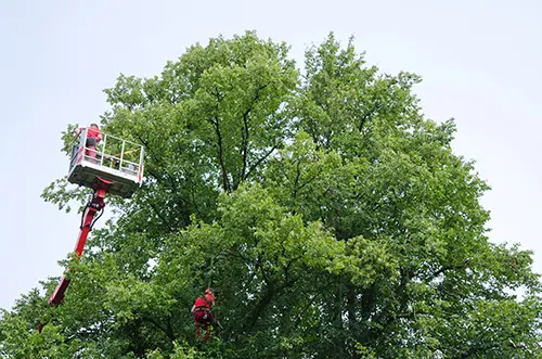 Tree Service Area Worker in Lift
